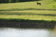 AS16