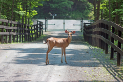 Deer-at-sanctuary-June-2025_7