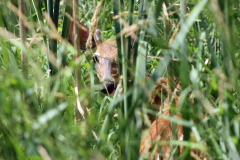 Deer-in-grass-1-06252024