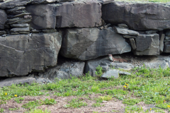 Ermine