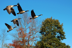 Flying-geese-Fall-2024