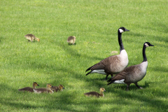 Geese-family-05122025_1
