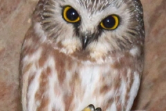 Owl-cropped