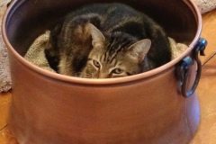 Ringo-in-a-bucket-r