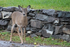 deer