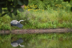 egret