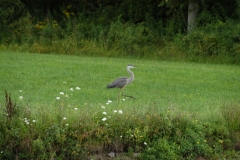egret2