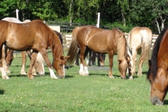 Part of the herd
