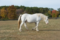Bernadette