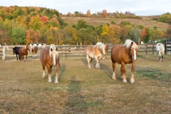 The Big Girls
