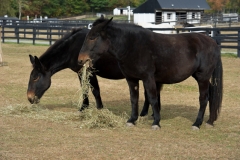 Love that hay