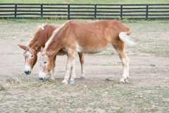 Pepper and Jewel