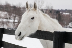 Gracie