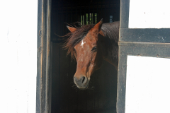 Bea in barn stall