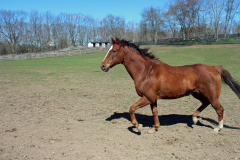 D.A. running in turnout pasture
