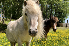 Daffodil and Bridgette