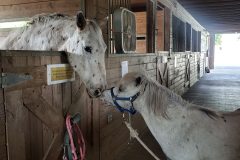 Dallas and Rocket Man
