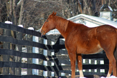Denny licking snow off fence