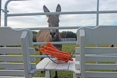 Emma looking at carrots