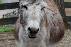 Franklin in cowboy hat