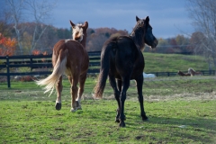 Hank the Tank and Josephine