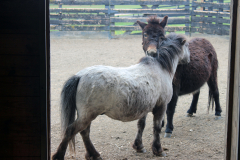Little Richard and Sir Paul grooming