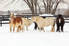 Love that snow