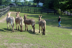 Staredown with Wild Burros