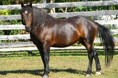 Nelson