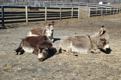 Reggie, Casey, and Franklin