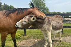 Tina and Pete grooming