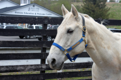 Tyler with ceremony halter