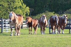 PMU mares
