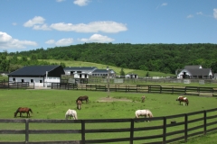 Mini Horses and Donkeys