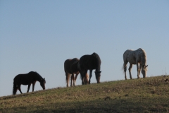 Grazing