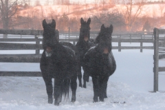 Henry, Belle, and Babe