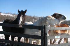 Lily, Suzie, and Terry