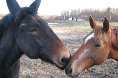 Henry and Spirit