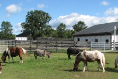 Pony Hill