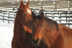 Kip and Spirit