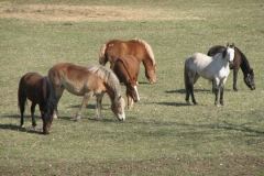 Socializing with friends