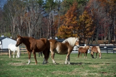 Part of the Herd