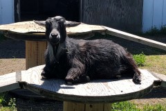 Charlotte - In Loving Memory