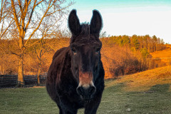 Mike - In Loving Memory