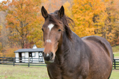 Bobby - In Loving Memory