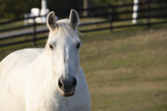 Sheena - In Loving Memory
