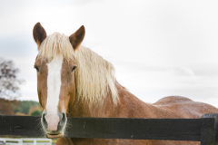 Abby - In Loving Memory