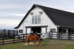 Ally - In Loving Memory