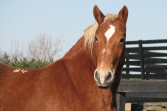 Barbra - In Loving Memory