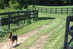 Baron - In Loving Memory